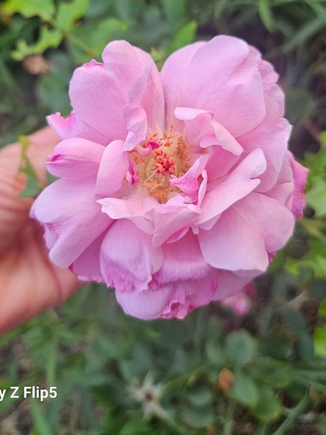  - Trandafiri 2023 3 2024