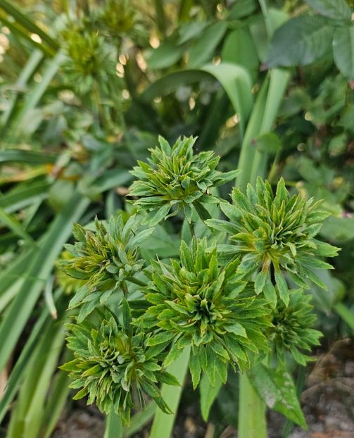  - Trandafiri 2023 3 2024