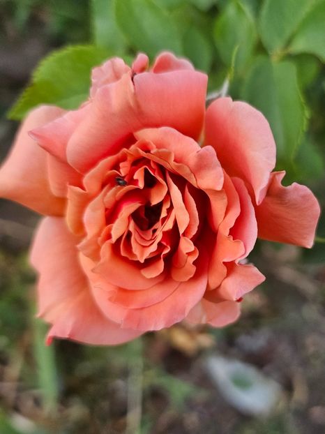  - Trandafiri 2023 3 2024