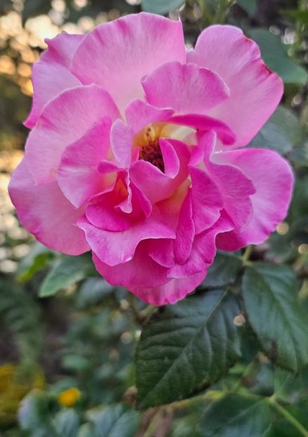  - Trandafiri 2023 3 2024