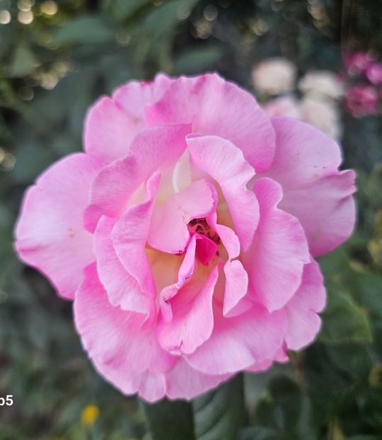  - Trandafiri 2023 3 2024