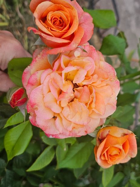  - Trandafiri 2023 3 2024