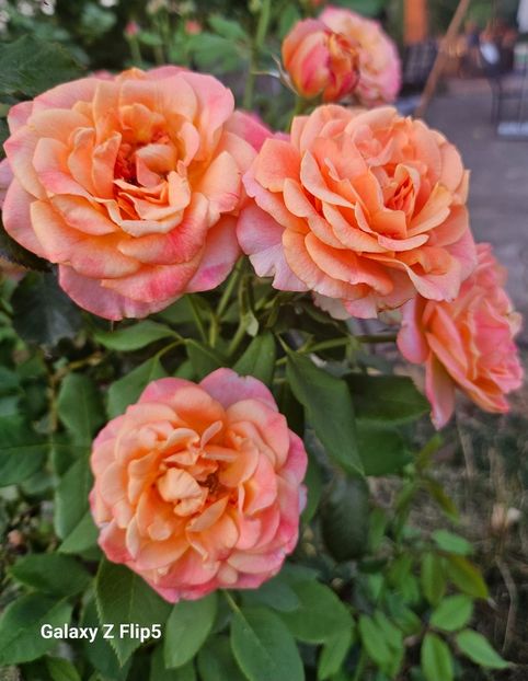  - Trandafiri 2023 3 2024