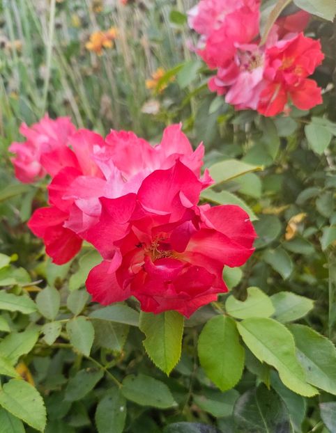  - Trandafiri 2023 3 2024