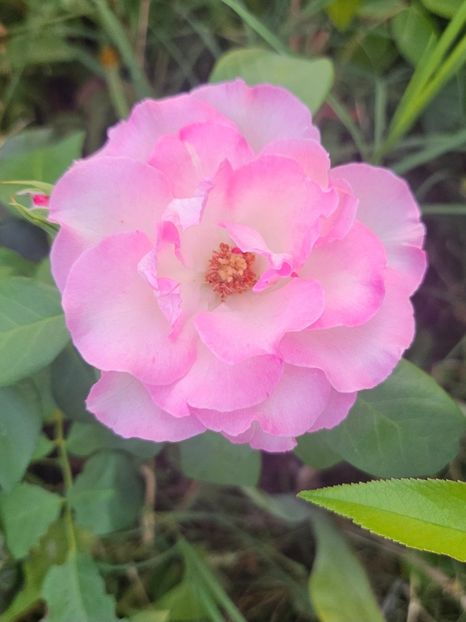  - Trandafiri 2023 3 2024