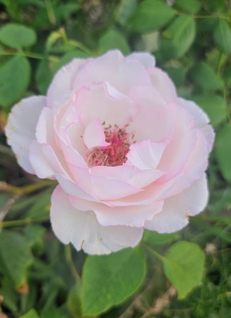  - Trandafiri 2023 3 2024