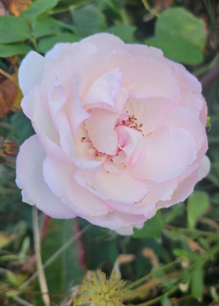  - Trandafiri 2023 3 2024