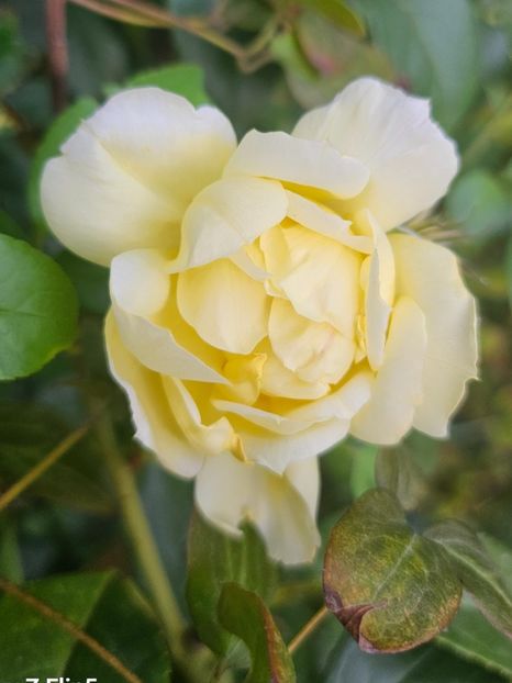  - Trandafiri 2023 3 2024