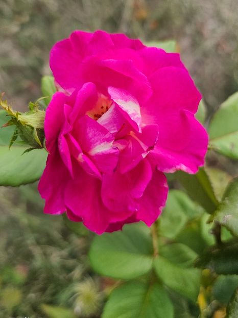  - Trandafiri 2023 3 2024