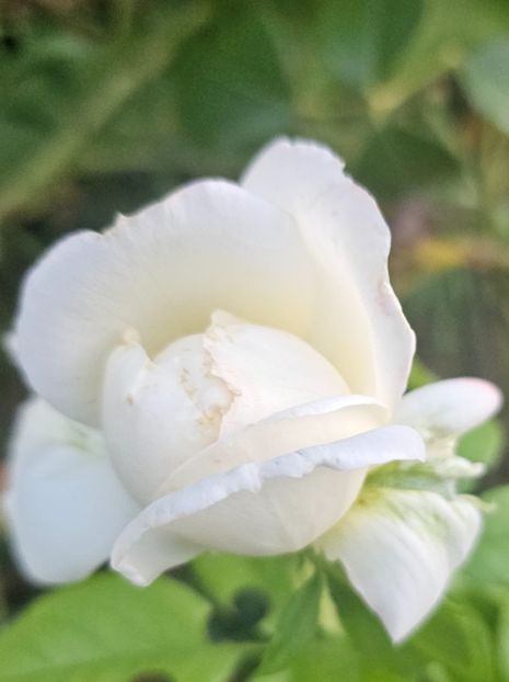  - Trandafiri 2023 3 2024