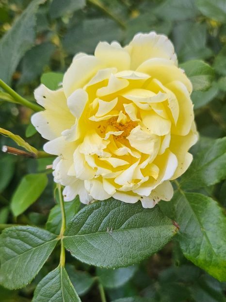  - Trandafiri 2023 3 2024