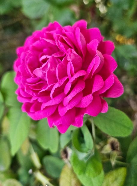  - Trandafiri 2023 3 2024