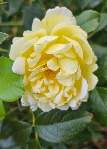  - Trandafiri 2023 3 2024