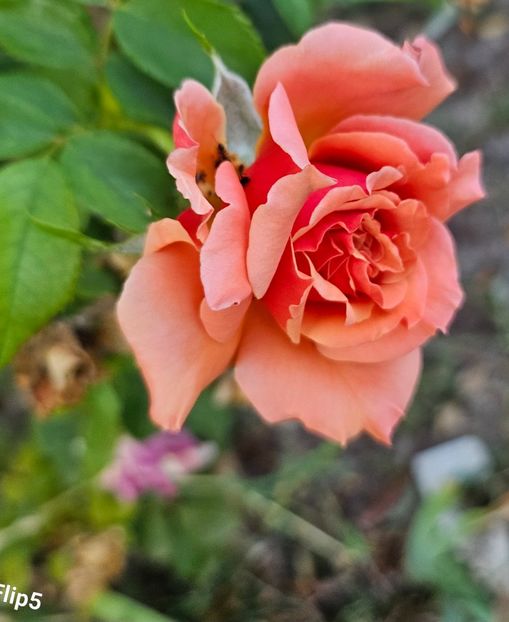  - Trandafiri 2023 3 2024