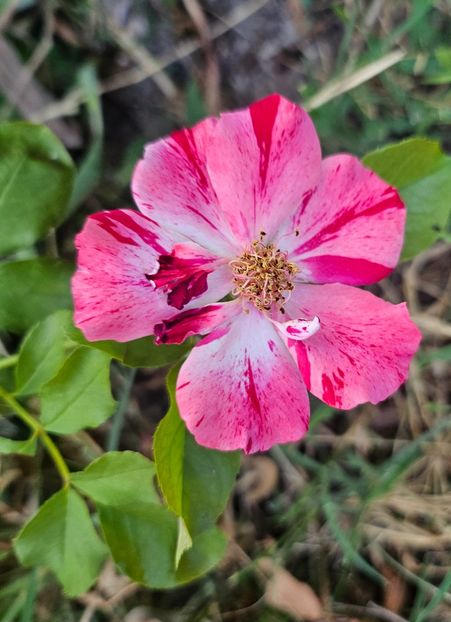  - Trandafiri 2023 3 2024