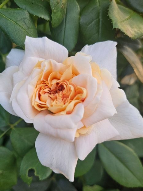  - Trandafiri 2023 3 2024