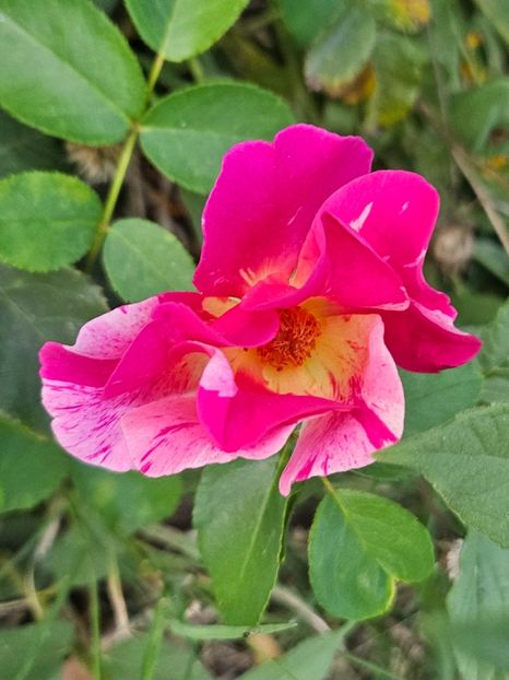  - Trandafiri 2023 3 2024