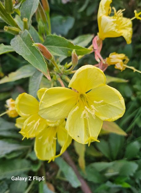  - Trandafiri 2023 3 2024