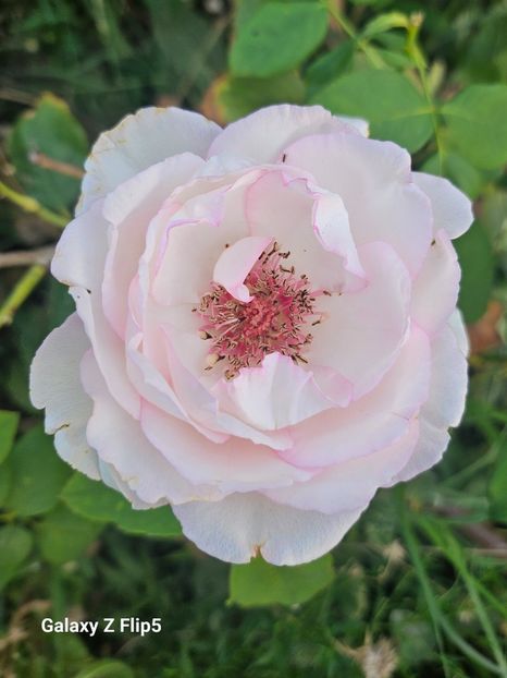  - Trandafiri 2023 3 2024