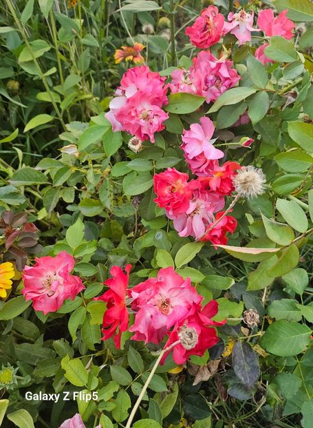  - Trandafiri 2023 3 2024