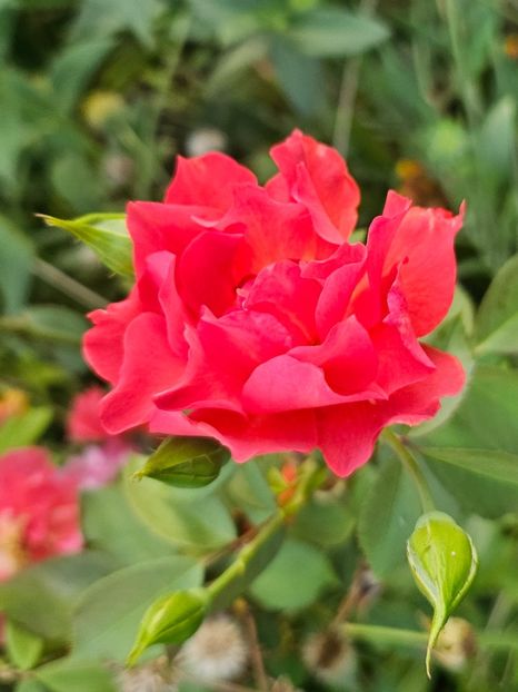  - Trandafiri 2023 3 2024