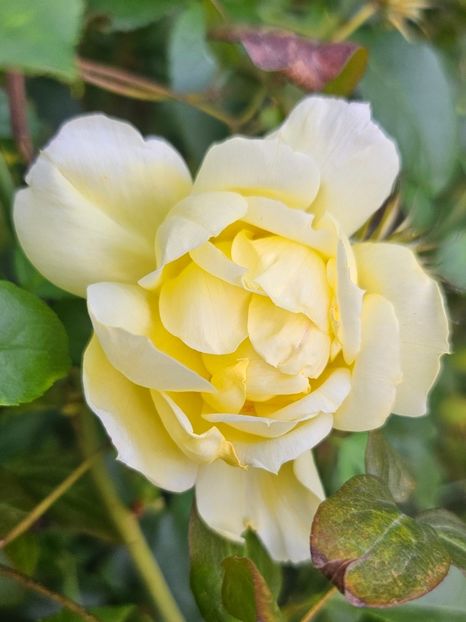  - Trandafiri 2023 3 2024