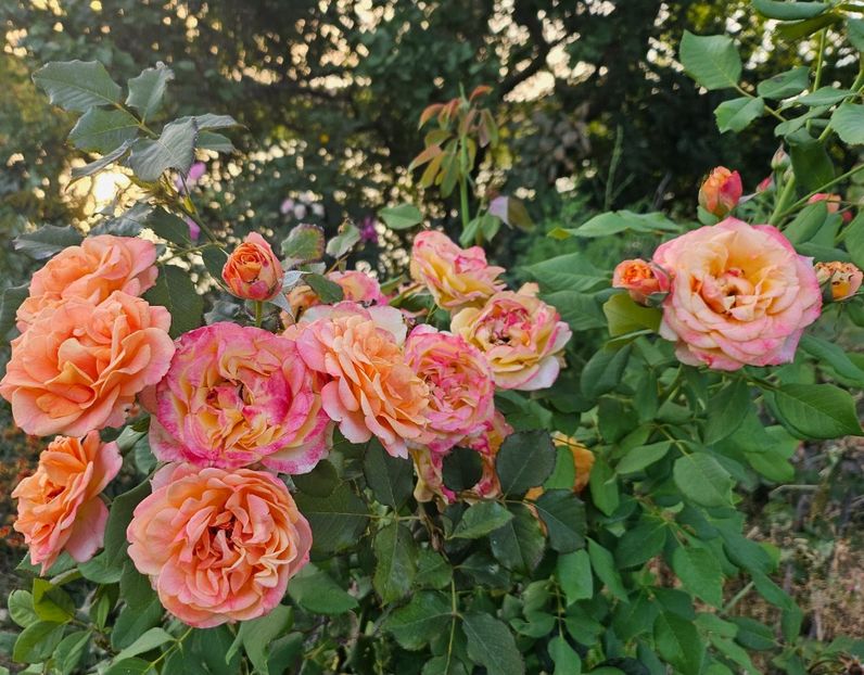  - Trandafiri 2023 3 2024