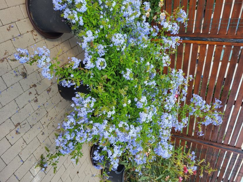  - Plumbago auriculata albastru