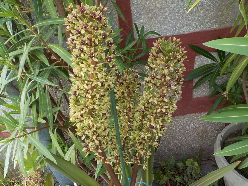  - eucomis
