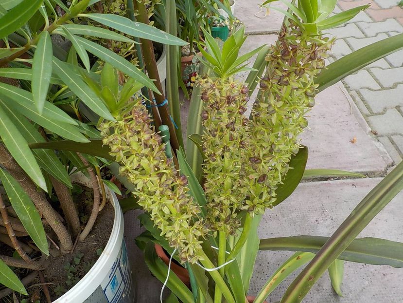  - eucomis