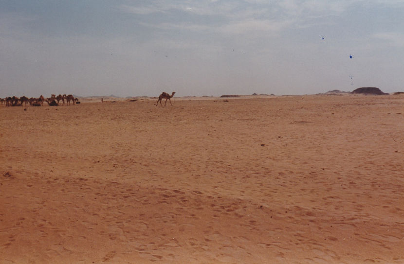 Spre Abu Simbel la ora când se trezesc cămilele - Abu Simbel