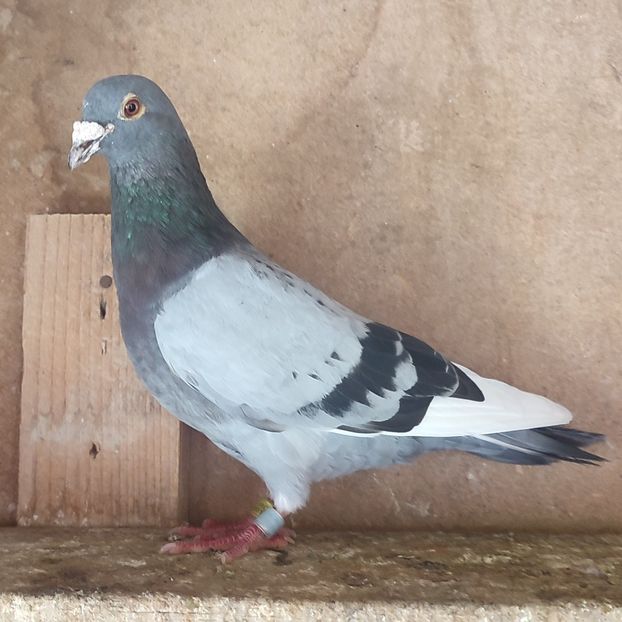 Mascul 16-934 - Porumbei vanduti