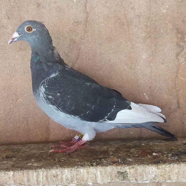 Mascul 24-192. - Porumbei vanduti