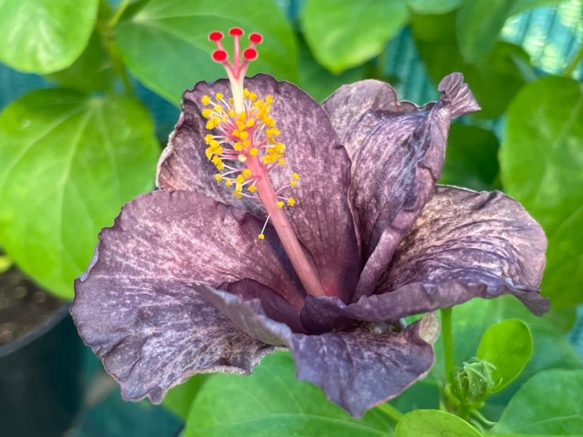  - DPs Purple Drops