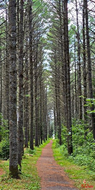 Forest trails near Lac Simon, QC - LAKE SIMON - QC
