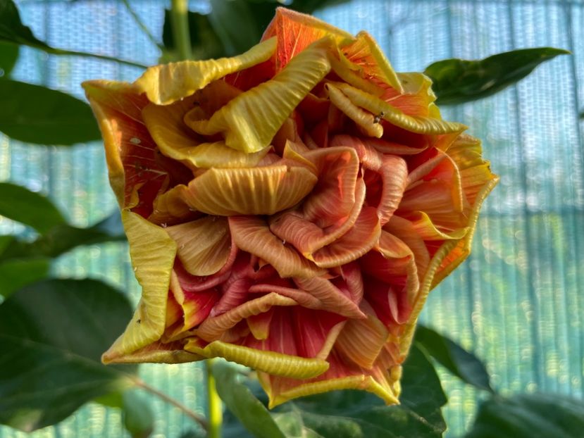  - 001 - Hibiscusi 2024 - 1