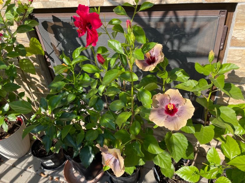  - 001 - Hibiscusi 2024 - 1