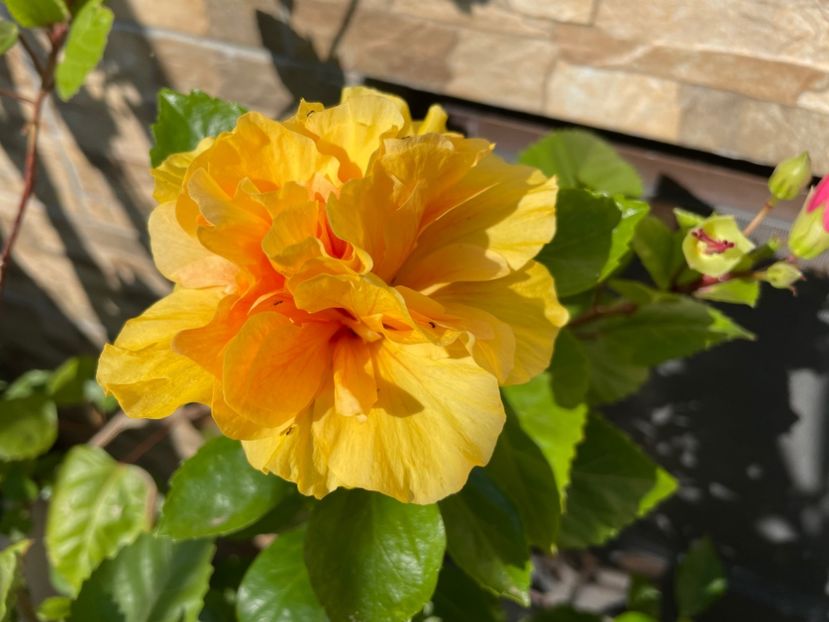  - 001 - Hibiscusi 2024 - 1