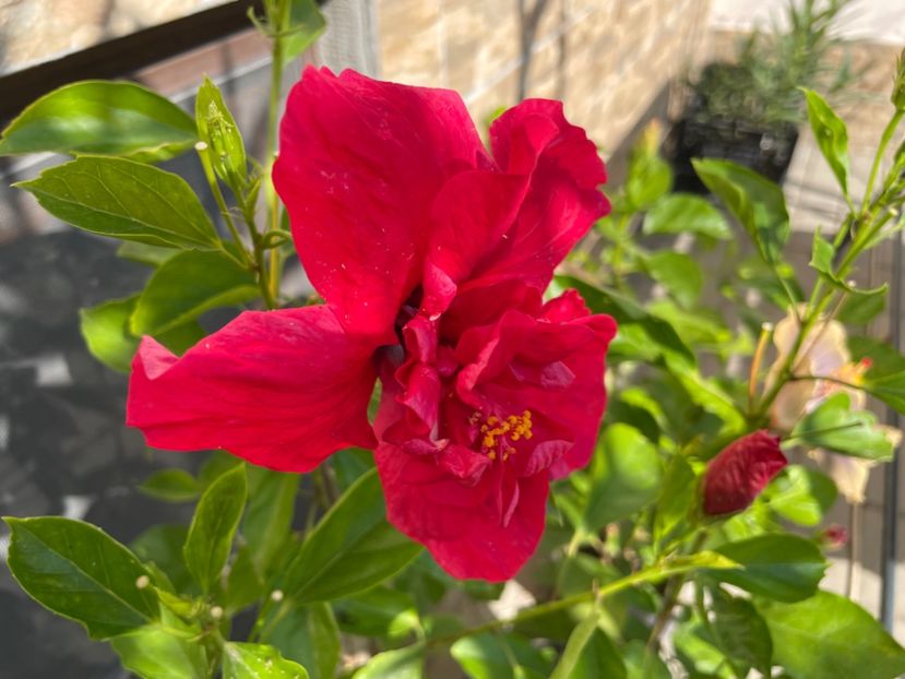  - 001 - Hibiscusi 2024 - 1