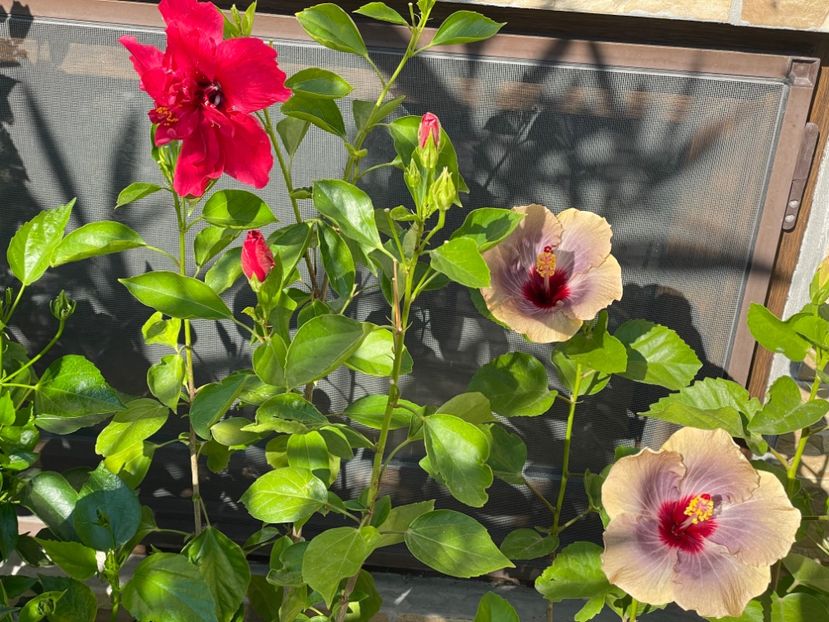  - 001 - Hibiscusi 2024 - 1