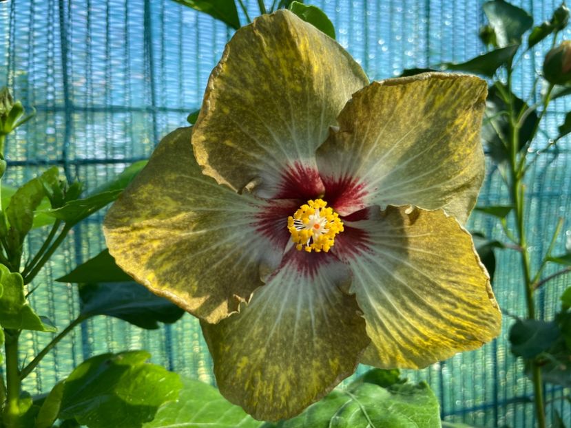  - 001 - Hibiscusi 2024 - 1