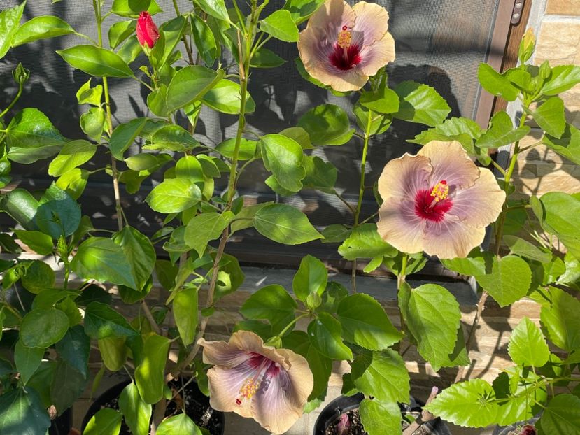  - 001 - Hibiscusi 2024 - 1