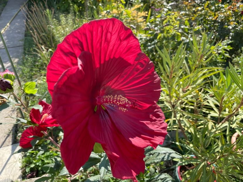  - 001 - Hibiscusi 2024 - 1