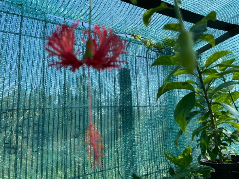  - 001 - Hibiscusi 2024 - 1