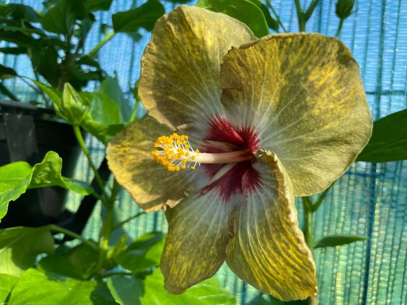  - 001 - Hibiscusi 2024 - 1