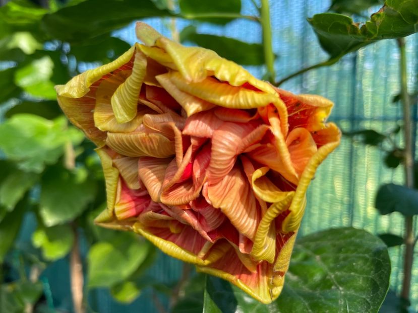  - 001 - Hibiscusi 2024 - 1