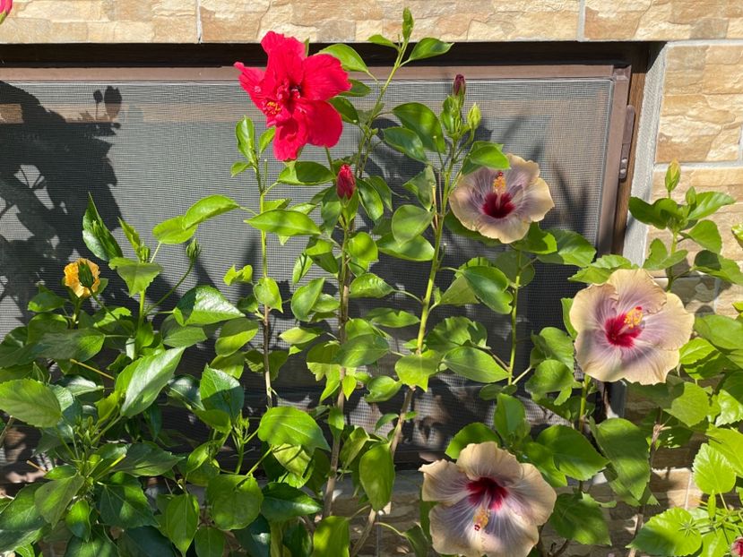  - 001 - Hibiscusi 2024 - 1