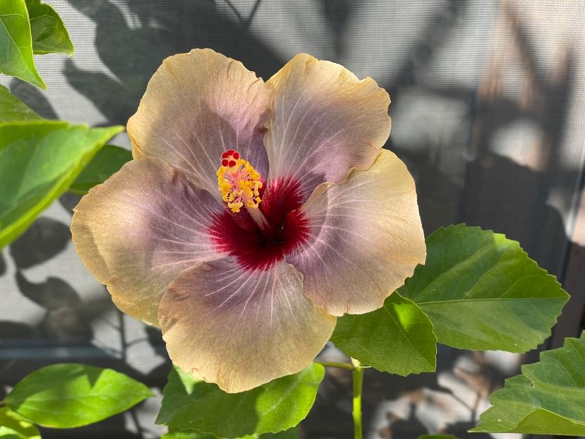  - 001 - Hibiscusi 2024 - 1