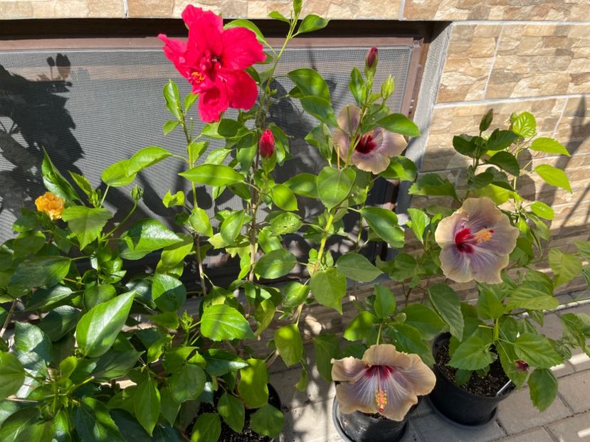  - 001 - Hibiscusi 2024 - 1