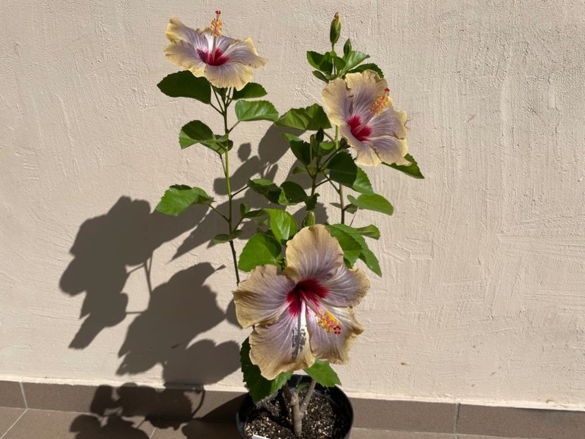  - 001 - Hibiscusi 2024 - 1